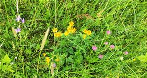 Senecio subalpinus v biotope Lk2