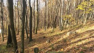 TMP1 – bukový porast (cca 50 ročný