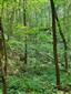 Lipovo-javorové sutinové lesy (23.6.2023)