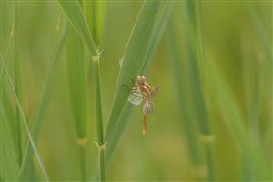 Orthetrum coerulescens