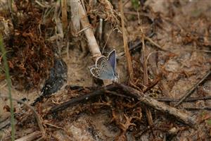 Plebejus argus