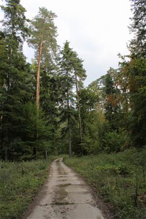 TMP2 – zmiešaný porast (cca 80 ročný)