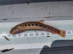 pĺž podunajský (Cobitis elongatoides)