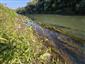 Rieky s bahnitými až piesočnatými brehmi s vegetáciou zväzov Chenopodionrubri p.p. a Bidentition p.p. (12.9.2023)