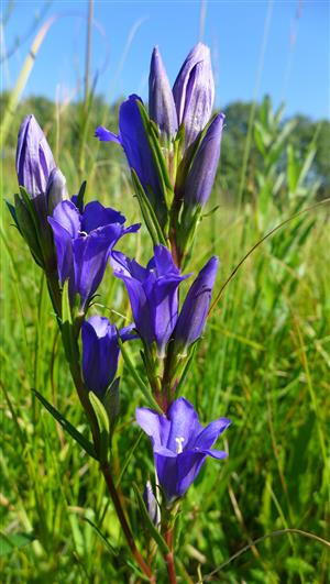 Gentiana pneumonathe