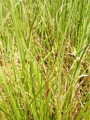 Carex pulicaris v máji 2023