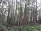 Lužné vŕbovo-topoľové a jelšové lesy (14.9.2022)