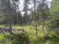 Brezové, borovicové a smrekové lesy na rašeliniskách (23.8.2022)