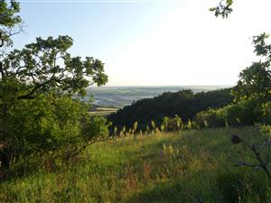 TML_SagaPedo_010_2