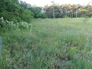 TML_SagaPedo_010_3