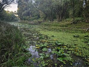 Plocha odkiaľ predchádzajúci mapovateľ udáva najlepšie vyvinuté biotopy Vo1. Voda je tu veľmi plytká.