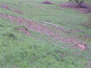 Odstránenie krovín