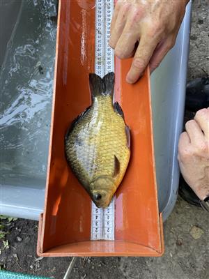 Carassius carassius