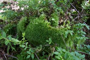 leucobryum glaucum