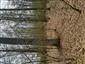 Eurosibírske dubové lesy na spraši a piesku (13.4.2023)