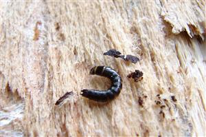 larva Diacanthous undulatus