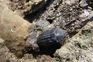imágo Peltis grossum