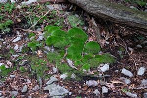 Detail Leucobryum