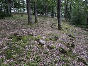 Biotop na lokalite.