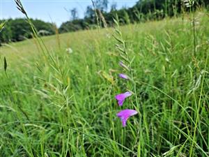 Gladiolus imbricatus na TML.