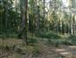 TML_MuscAvel_035_svetlý dubový les 9_2023