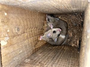 Glis glis v búdke 2 kusy na TML_MuscAvel_037