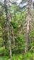 Reliktné vápnomilné borovicové a smrekovcové lesy (21.6.2023)