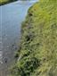 Rieky s bahnitými až piesočnatými brehmi s vegetáciou zväzov Chenopodionrubri p.p. a Bidentition p.p. (11.8.2023)