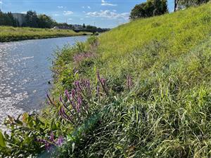 Pohľad na biotop Br7 s Lythrum salicaria