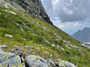 Trávovitý vzhľad porastu s Oreochloa disticha, Carex smepervirens, Agrostis rupestris a dalsimi druhmi