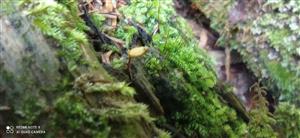 Buxbaumia viridis