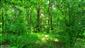Lužné dubovo-brestovo-jaseňové lesy okolo nížinných riek (13.6.2023)