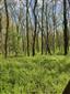 Karpatské a panónske dubovo-hrabové lesy (27.4.2023)
