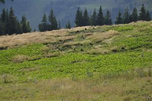 Nitrofilné porasty na miestach košarovania s Rumex alpinus a Cirsium eriophorum