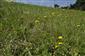 Porast otavy. Aspekt Leontodon hispidus a Gypsophilla muralis 