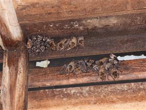 časť kolónie Myotis myotis