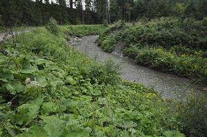 Strmé brehy porastené Petasites kablikianus aj P. hybridus