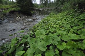 Porasty Petasites kablikianus