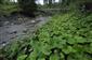 Porasty Petasites kablikianus