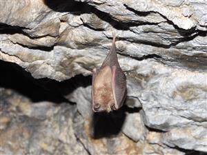 Rhinolophus hipposideros