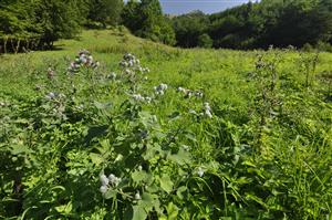 Ruderalizované porasty - Arctium tomentosum, žihľava, Dactylis glomerata