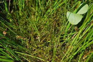 Hamatocaulis vernicosus