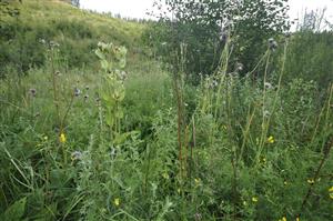 Vysokobylinné porasty s Cirsium oleraceum, Mentha longifolia, Lathyrus pratensis