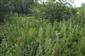 Vysokobylinný porast s Mentha longifolia, Juncus inflexus a nálet krovín