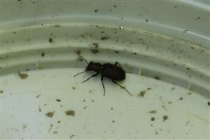Elaphrus sp.