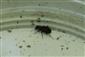 Elaphrus sp.
