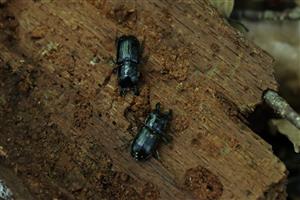 Ceruchus chrysomelinus