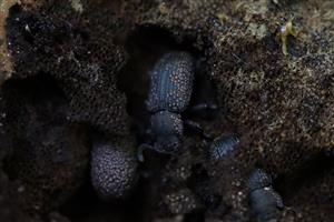 Bolitophagus reticulatus