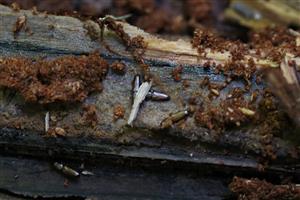 Prostomis mandibularis