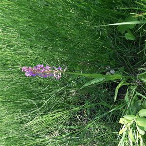 Dactylorhiza incarnata